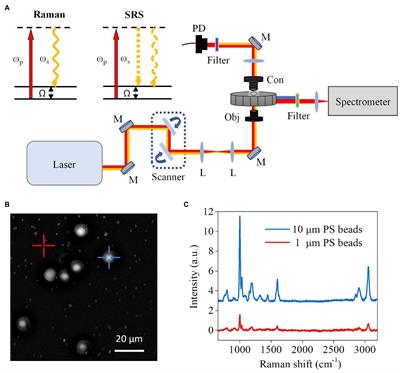 Compound Raman microscopy for rapid diagnosis and antimicrobial susceptibility testing of pathogenic bacteria in urine